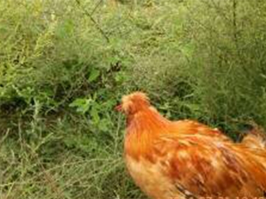 農(nóng)場(chǎng)展示