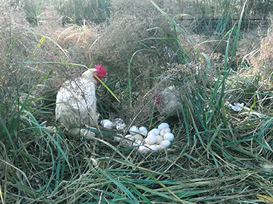 農(nóng)產(chǎn)展示